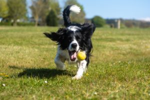 Cavalier spaniel fetching a yellow ball