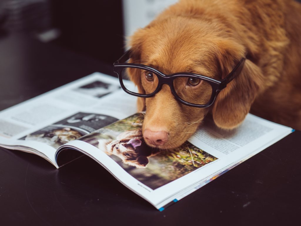 Dog in glasses reading a magazine